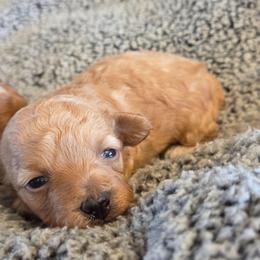 Anya - Apricot female Poodle puppy in Utica, Ohio from Poodle Me Crazy