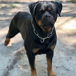 Dee Dee - Rottweiler