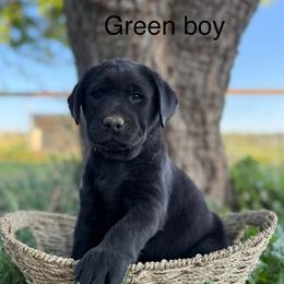 Green Collar Boy (Black) - Black Labrador Retriever puppy in Corning, California from Raven's Labradors