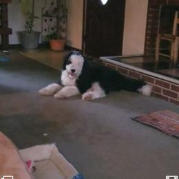 Mochi - Sheepadoodle