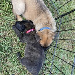 xDutch Shepherd Puppies from Crystal Coast K9 MHC