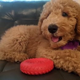 Poodle Puppies from Sundance's Poodles