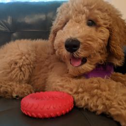 Poodle Puppies from Sundance's Poodles