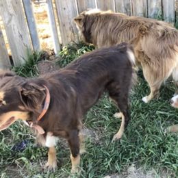 Australian Shepherds from Swingin W Australian Shepherds