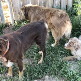 Australian Shepherds from Swingin W Australian Shepherds