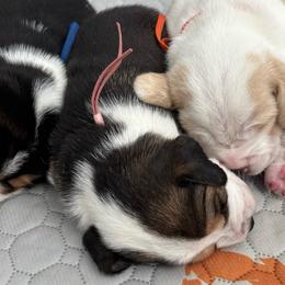 Ruby Rose - Black tan and white female Beagle puppy in Meridianville, Alabama from Spear Haven Beagles (formerly Spear Lake Beagles)