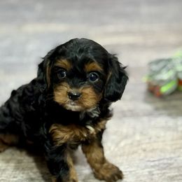 Aria - Black and tan female Cavapoo puppy in Macomb, Missouri from Hunter's Puppies