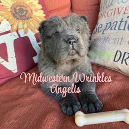Angelis - Blue dilute female Chinese Shar-Pei puppy in Auburn, Kansas from Justin's Chinese Shar-Pei