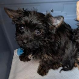 Lucky-(LKN060726-KBM) - Black and gold male Yorkshire Terrier puppy in Gatesville, Texas from KontryKritterz Yorkies