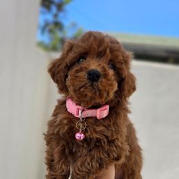 Tulum - Apricot female Maltipoo puppy in San Diego, California from Maltipoos SD
