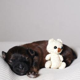 Fall (Orange Collar) - Parti female Yorkshire Terrier puppy in Las Vegas, Nevada from Plush Toy Poodle Puppies & Pals