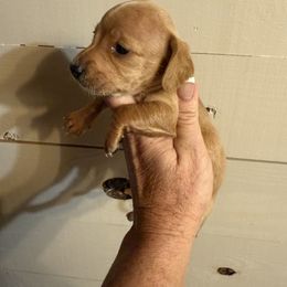 Hallie - Red female Dachshund puppy in Pitkin, Louisiana from 5F Dachshunds