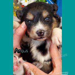 Boy 2 - Pomsky puppy in Springfield, Illinois from Rosehill Pomskies