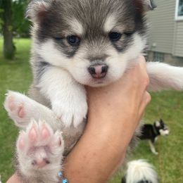 Pomsky Puppies from My Half Pint Pups
