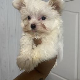 Girl 5 - Gold Yorkshire Terrier puppy in Catawba, North Carolina from Gamora’s Galactic Paw Pals