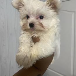 Girl 5 - Gold Yorkshire Terrier puppy in Catawba, North Carolina from Gamora’s Galactic Paw Pals