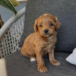Bella - Red female Cavapoo puppy in Manheim, Pennsylvania from Paige Haldeman's Cavapoos and Shichons