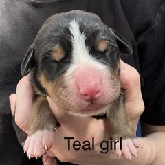 Teal girl - Black, white and red female Greater Swiss Mountain Dog puppy in Woodland, Washington from Woodland Swissie’s