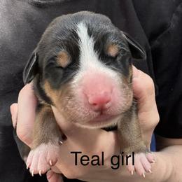 Teal girl - Black, white and red female Greater Swiss Mountain Dog puppy in Woodland, Washington from Woodland Swissie’s