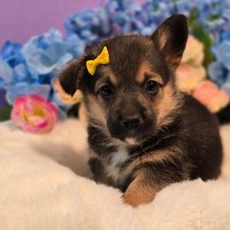 Luna - Black and tan female Companion Cross puppy in Austin, Texas from Cutest Corgi's of Austin