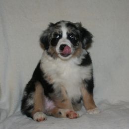 Australian Shepherd Puppies from M3 Sassafrass Ranch