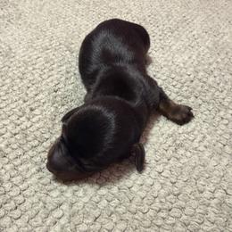 Boy 1 - Black and tan male Dachshund puppy in Surprise, Arizona from Mighty Little Dachshunds