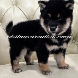 Momo - Black and tan male Shiba Inu puppy in Tualatin, Oregon from Shiba Paradise