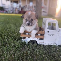 Secretariat - Red male Pembroke Welsh Corgi puppy in Rose, Nebraska from Clearsky Corgis