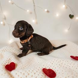 Rolo - Chocolate and tan male Dachshund puppy in Alvin, Texas from Cosson's Dachshunds of Alvin