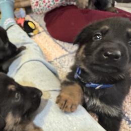 Boy 1 - Black and red male German Shepherd puppy in Rolesville, North Carolina from Ransomshire Shepherds