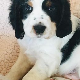 English Springer Spaniel Puppies from Rocky Mountain Springer Spaniels