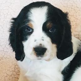 English Springer Spaniel Puppies from Rocky Mountain Springer Spaniels