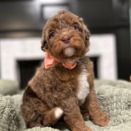 Girl 5 - Chocolate merle female Bernedoodle puppy in Mobile, Alabama from Doodle Dreams