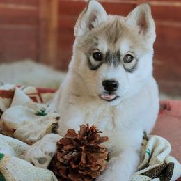 Ash - Gray and white female Siberian Husky puppy in Bly, Oregon from Hill Top Huskies