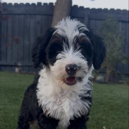 Ms. Pink - Black tri-color female Aussiedoodle puppy in San Antonio, Texas from Lovable Doodles SA