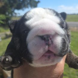 Ben - Black tri-color male Bulldog puppy in Albany, Oregon from Red Cloud Australian Shepherds and DeGray Great Danes & Bulldogs
