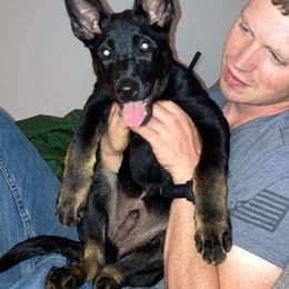 Belgian Malinois and Working Cross Puppies from L G Kennels