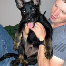 Belgian Malinois and Working Cross Puppies from L G Kennels