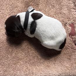 Girl 16 - Liver and white female German Wirehaired Pointer puppy in Thomasville, North Carolina from Cypress Ridge GWP