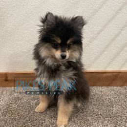 HeiHei - Black male Pomsky puppy in Littleton, Colorado from Pikes Peak Pomskies