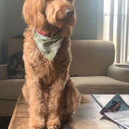 Goldendoodle Puppies from BB Doodles