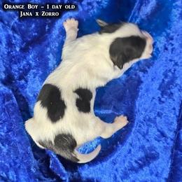 AKC - Orange Boy - White black and tan male Papillon puppy in Cadiz, Kentucky from Tiny Treasures Papillons
