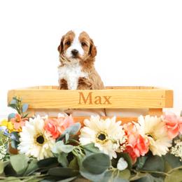 Max - Apricot female Goldendoodle puppy in Spanish Fork, Utah from Oodles of Floofy Doodles