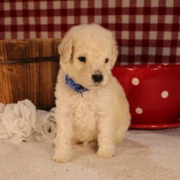 Ciabatta - Cream male Poodle puppy in Peyton, Co, Usa, Colorado from Peyton Poodles