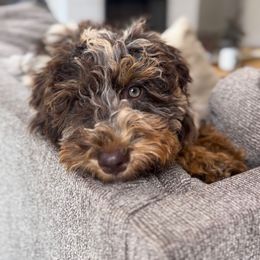 Hattie - Aussiedoodle