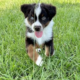Miniature American Shepherd Puppies from Knockout Aussies