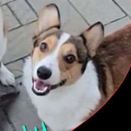 Rusty - Pembroke Welsh Corgi