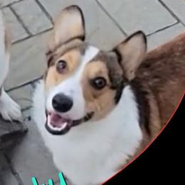 Rusty - Pembroke Welsh Corgi