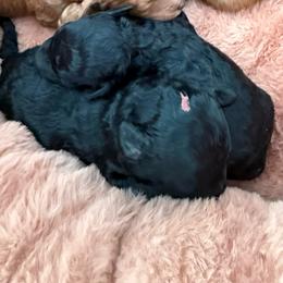 Gale - Black male Poodle puppy in Monetta, South Carolina from Moonrise Poodles