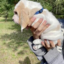 Basset Hound Puppies from BeautyBea's Flathead Lake Bassets